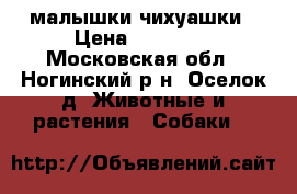 малышки чихуашки › Цена ­ 15 000 - Московская обл., Ногинский р-н, Оселок д. Животные и растения » Собаки   